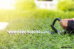 Kobalt kht 240 Review: 24-Inch Hedge Trimmer Cuts Big Branches With Ease