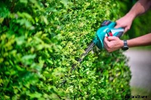 Kobalt kht 240 Review: 24-Inch Hedge Trimmer Cuts Big Branches With Ease