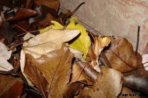 Black and Decker bv5600 Review: Is This Powerful Corded Mulcher What You Need?  