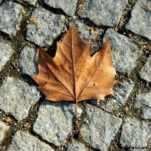 Black and Decker NSW18: What’s the Quality of This Battery Leaf Blower?