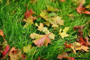 Worx wg505 vs. wg509: Crucial Differences You Need to Know