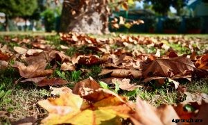 Husqvarna 560bts Gas Blower: How it Rates on Performance and Value