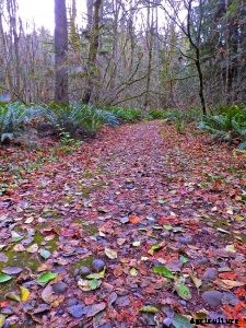 Kobalt 40v Blower Review: The Ultimate Guide You Need