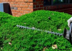 Echo HC 152 Hedge Trimmer Review