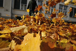 Echo pb250ln Review: Best for Residential, Commercial, or Both?