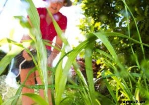 The 8 Best Weed Killer for Lawns in 2021