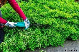 The 6 Best Corded Hedge Trimmer in 2021