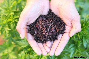 The 5 Best Worm Composter in 2021