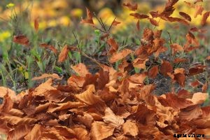 7 Best Walk Behind Leaf Blowers You Can Buy in 2021