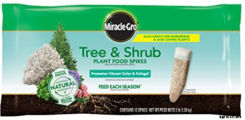 4 Best Fertilizers for Oak Trees | A Buyers’ Guide