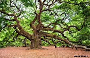 4 Best Fertilizers for Oak Trees | A Buyers’ Guide