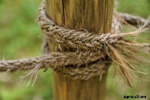 Best Rope for Pulling Trees – Our Top 5 Choices