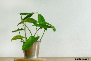 Philodendron Mexicanum: The Exotic, Narrow-Leaf Philodendron