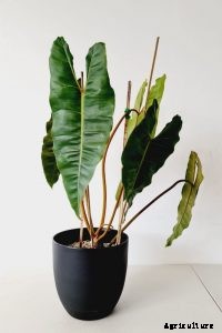 Philodendron Mexicanum: The Exotic, Narrow-Leaf Philodendron