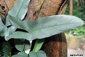 Philodendron Mexicanum: The Exotic, Narrow-Leaf Philodendron