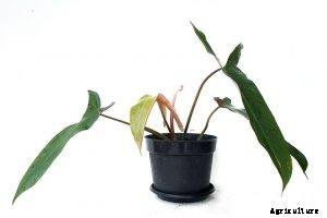 Philodendron Mexicanum: The Exotic, Narrow-Leaf Philodendron
