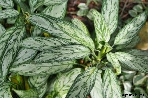 Aglaonema Silver Bay: The Perfect Plant for Low-Light Homes