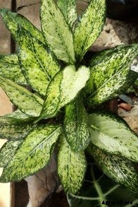 Aglaonema Silver Bay: The Perfect Plant for Low-Light Homes