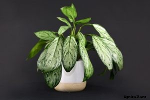 Aglaonema Silver Bay: The Perfect Plant for Low-Light Homes