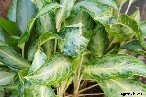 Aglaonema Silver Bay: The Perfect Plant for Low-Light Homes