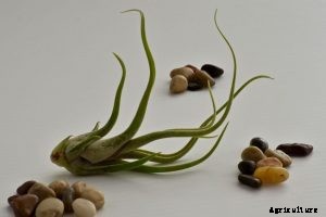 Tillandsia butzii: Beautiful, Yet Challenging Epiphyte