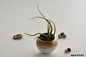 Tillandsia butzii: Beautiful, Yet Challenging Epiphyte