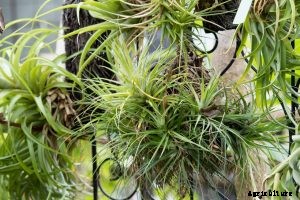 Tillandsia butzii: Beautiful, Yet Challenging Epiphyte