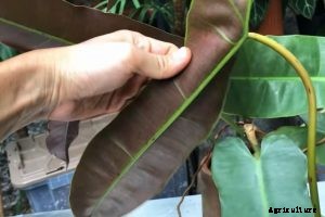 Philodendron Atabapoense – Caring for the Heart-Leafed