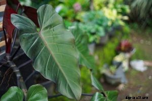 Philodendron Atabapoense – Caring for the Heart-Leafed