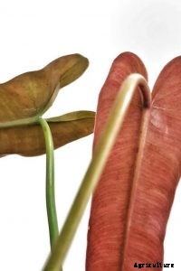 Philodendron Atabapoense – Caring for the Heart-Leafed