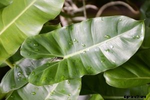 Philodendron Atabapoense – Caring for the Heart-Leafed