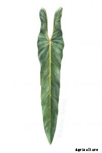 Philodendron spiritus sancti – Caring for the Rarest Philodendron