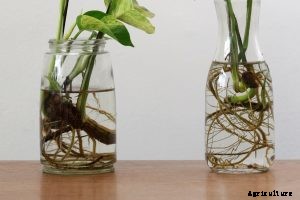 Philodendron spiritus sancti – Caring for the Rarest Philodendron