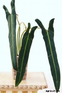 Philodendron spiritus sancti – Caring for the Rarest Philodendron