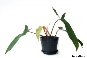 Philodendron spiritus sancti – Caring for the Rarest Philodendron