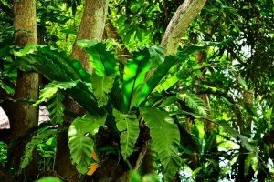 Crispy Wave Fern – Parenting the Air-Purifying, Wavy Leaf Plant