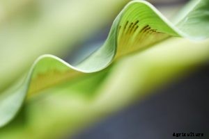 Crispy Wave Fern – Parenting the Air-Purifying, Wavy Leaf Plant