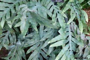 Blue Star Fern: A Fantastic Fern That Anyone Can Grow