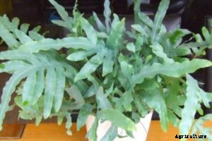 Blue Star Fern: A Fantastic Fern That Anyone Can Grow