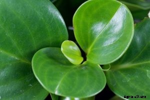Peperomia Obtusifolia: The Beginner-Friendly Baby Rubber Plant