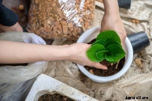 Peperomia Obtusifolia: The Beginner-Friendly Baby Rubber Plant