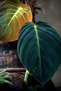 Philodendron Gigas: Expert Tips for Growing a Giant Philodendron at Home