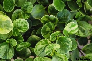 Peperomia Obtusifolia: The Beginner-Friendly Baby Rubber Plant
