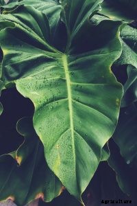 Philodendron Gigas: Expert Tips for Growing a Giant Philodendron at Home