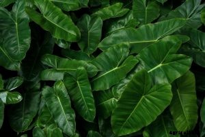 Philodendron Gigas: Expert Tips for Growing a Giant Philodendron at Home