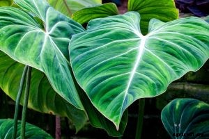 Philodendron Gigas: Expert Tips for Growing a Giant Philodendron at Home