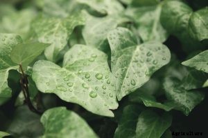 Alocasia Cucullata: Parenting the “Fortune-Calling” Buddha Palm Plant