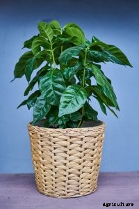 Alocasia Cucullata: Parenting the “Fortune-Calling” Buddha Palm Plant