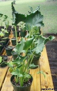 Alocasia Cucullata: Parenting the “Fortune-Calling” Buddha Palm Plant