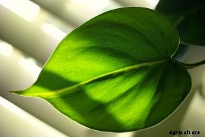 Philodendron Lupinum – Your Ultimate Care Guide